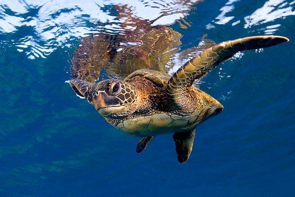 Honu-Photo